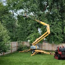 Best Tree Cabling and Bracing  in Wrightsville, AR