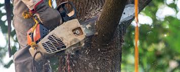 Best Tree Disease Treatment  in Wrightsville, AR